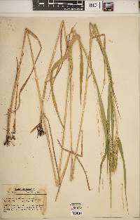 Elymus virginicus var. virginicus image
