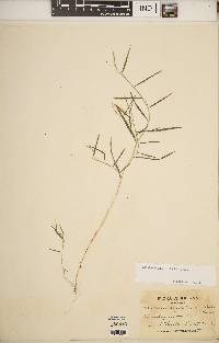 Muhlenbergia schreberi image