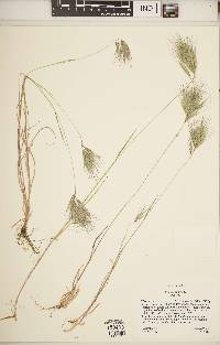 Bromus rubens image