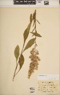 Solidago speciosa image