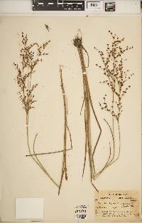 Juncus brachycephalus image