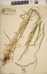 Sphenopholis intermedia image