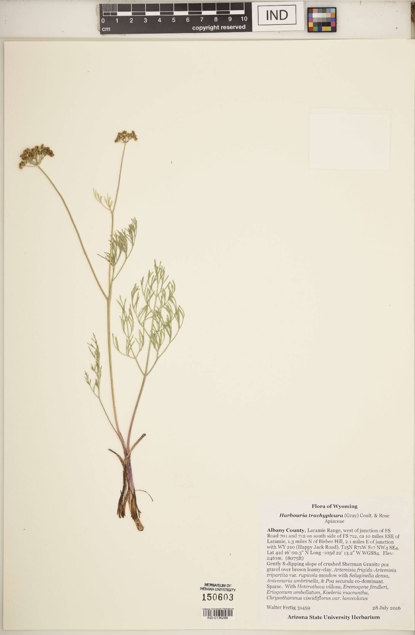 Harbouria trachypleura image