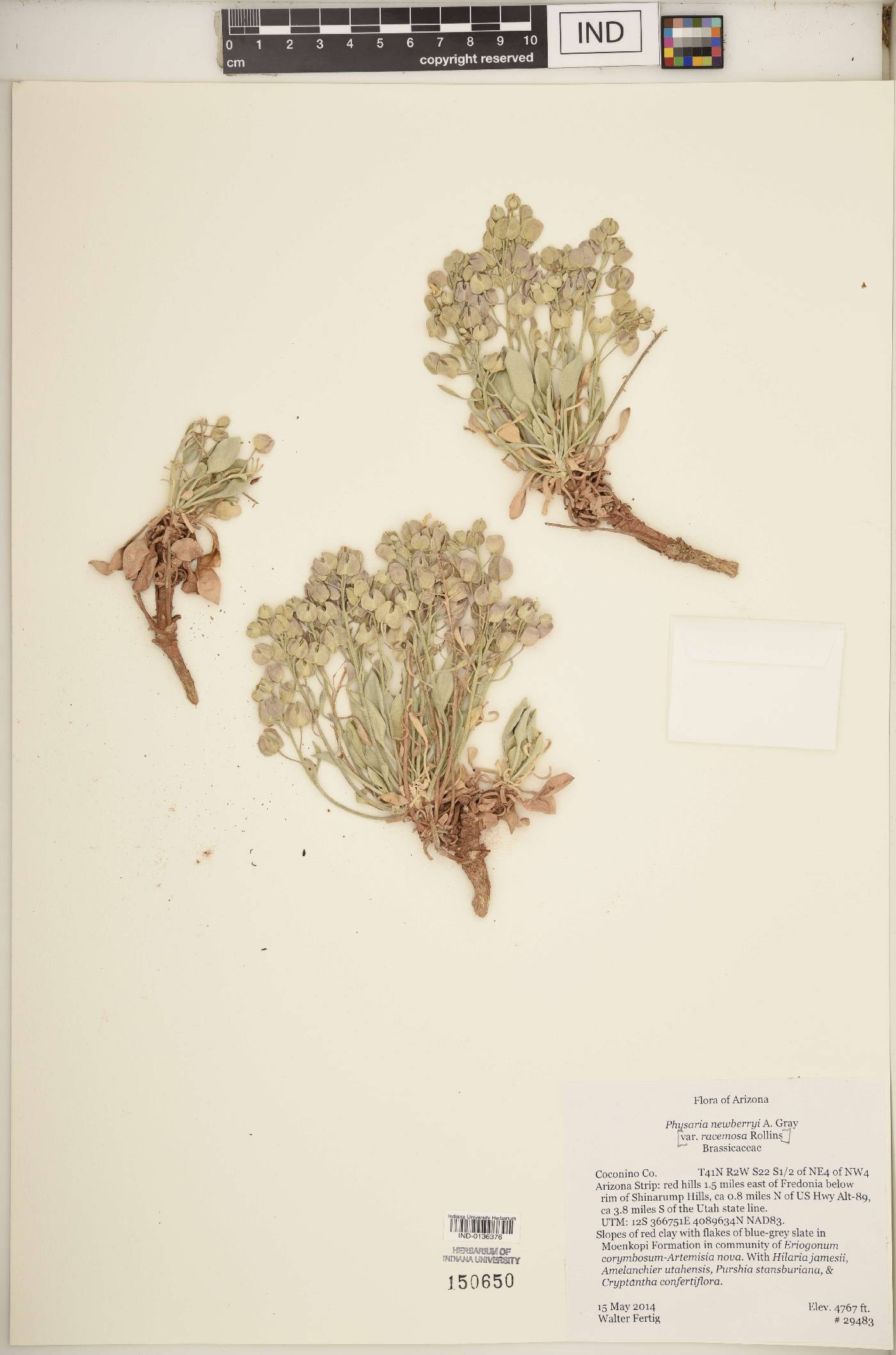 Physaria newberryi var. racemosa image