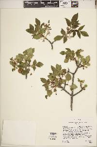 Fraxinus anomala image