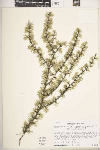 Larix laricina image