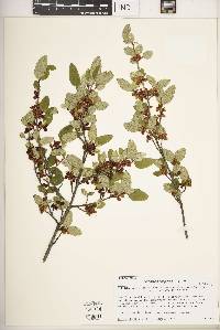 Shepherdia canadensis image