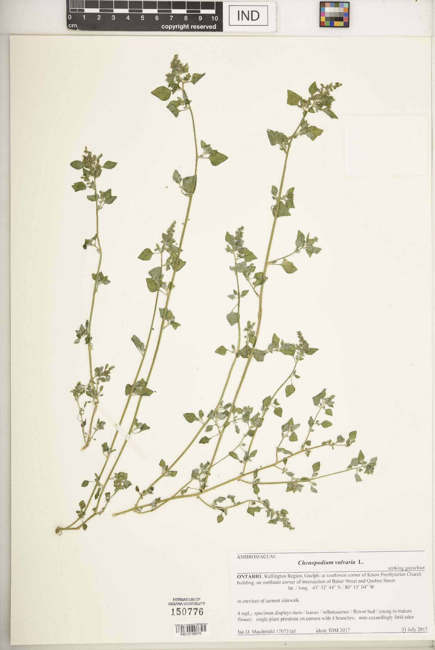 Chenopodium vulvaria image