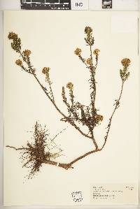 Helichrysum abietinum image