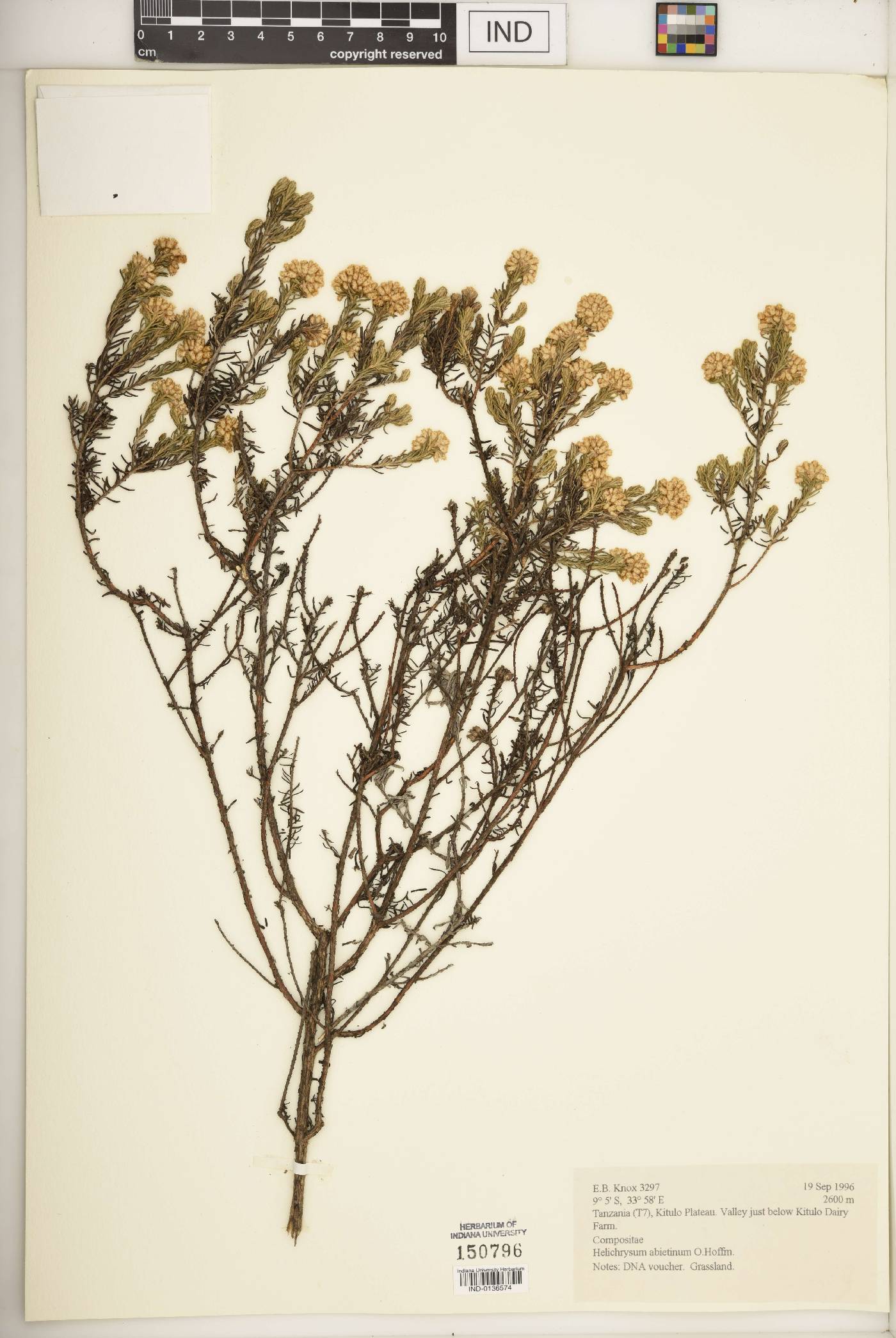 Helichrysum abietinum image