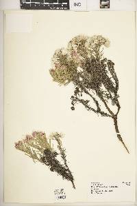 Image of Helichrysum amblyphyllum