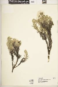 Helichrysum amblyphyllum image