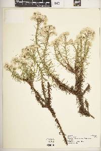 Image of Helichrysum argyranthum