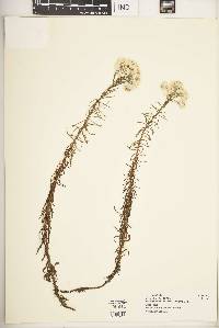 Helichrysum argyranthum image