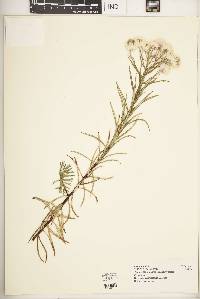 Helichrysum argyranthum image