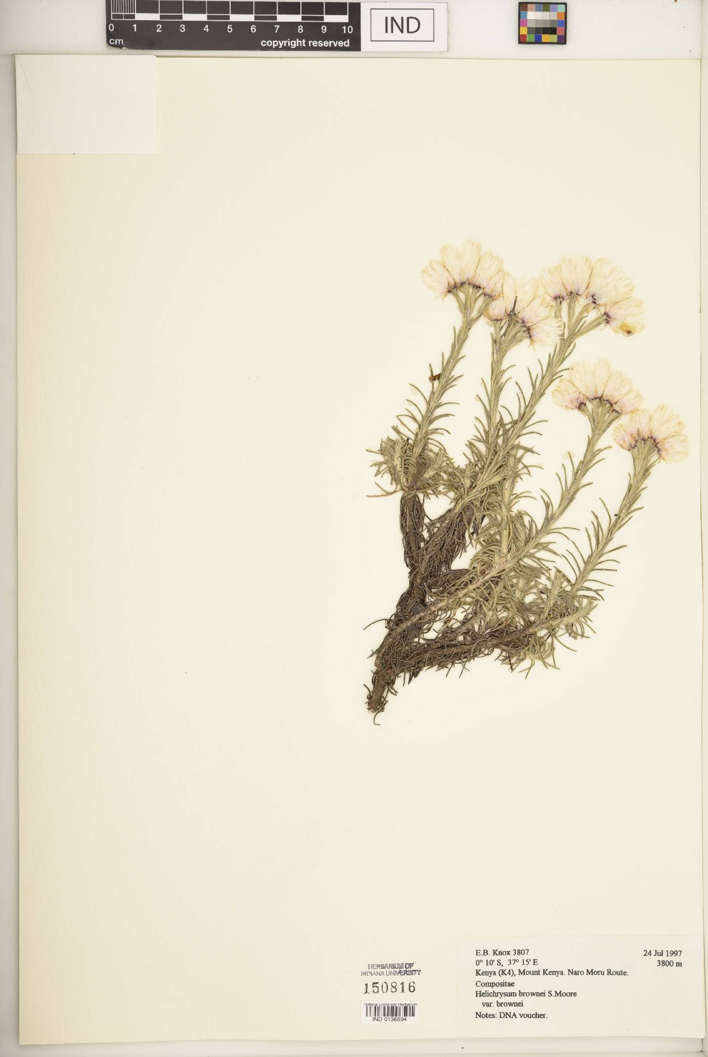 Helichrysum brownei image