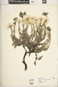 Helichrysum brownei image