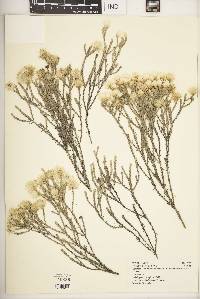 Helichrysum citrispinum var. hoehnelii image