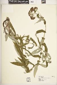 Image of Helichrysum elephantinum