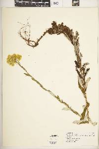 Helichrysum foetidum var. aureiflorum image