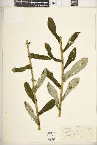 Helichrysum foetidum image