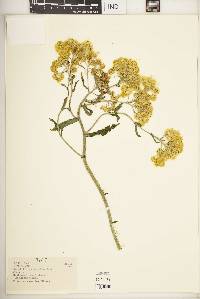 Helichrysum foetidum image