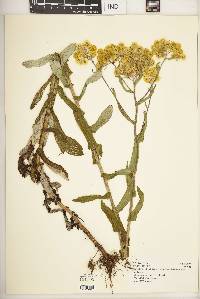 Helichrysum foetidum var. aureiflorum image