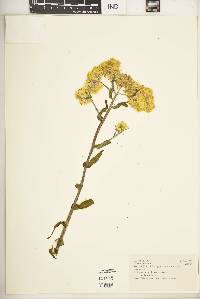 Helichrysum foetidum image