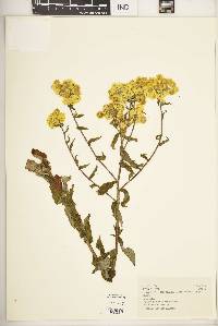 Helichrysum foetidum image