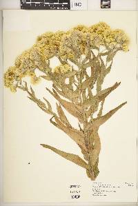 Helichrysum foetidum var. foetidum image