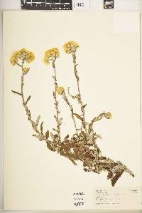 Helichrysum foetidum var. foetidum image