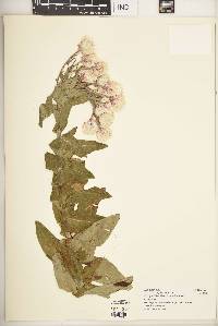 Helichrysum formosissimum var. formosissimum image