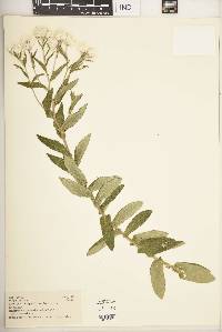 Helichrysum formosissimum var. formosissimum image