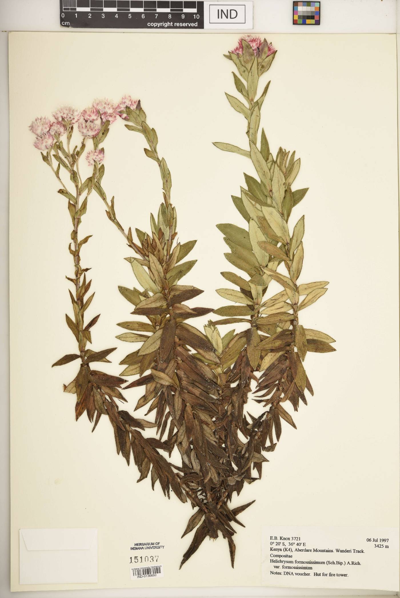 Helichrysum formosissimum var. formosissimum image