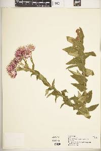 Helichrysum formosissimum image