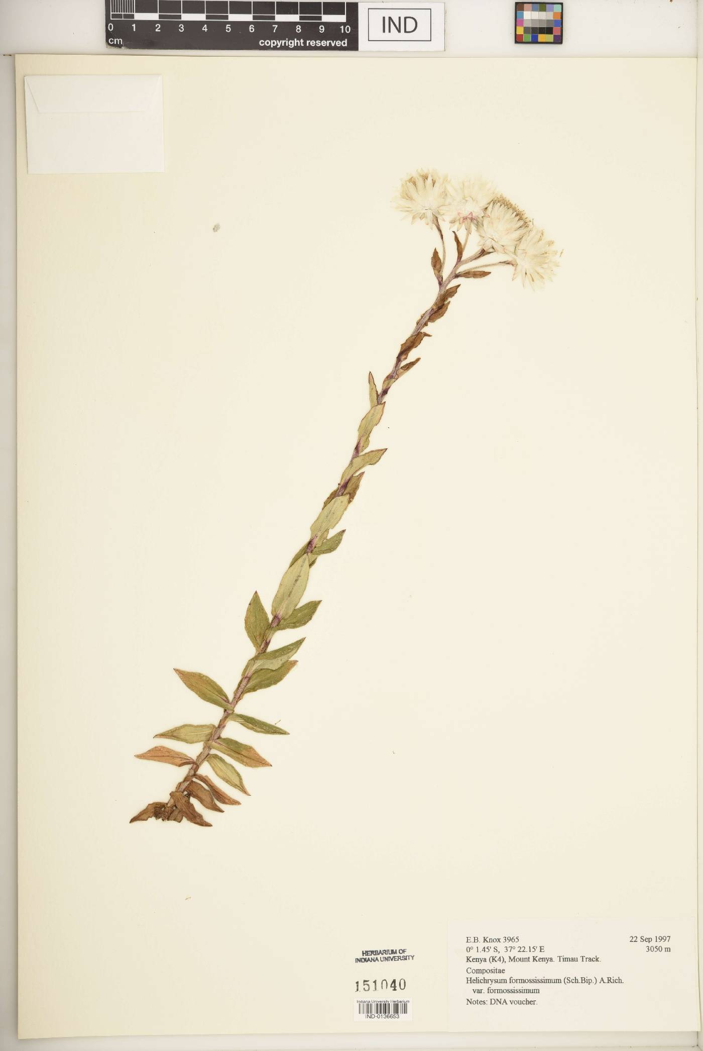 Helichrysum formosissimum image