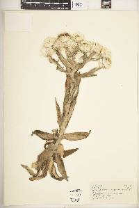 Helichrysum formosissimum var. guilelmii image