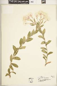Helichrysum formosissimum var. guilelmii image