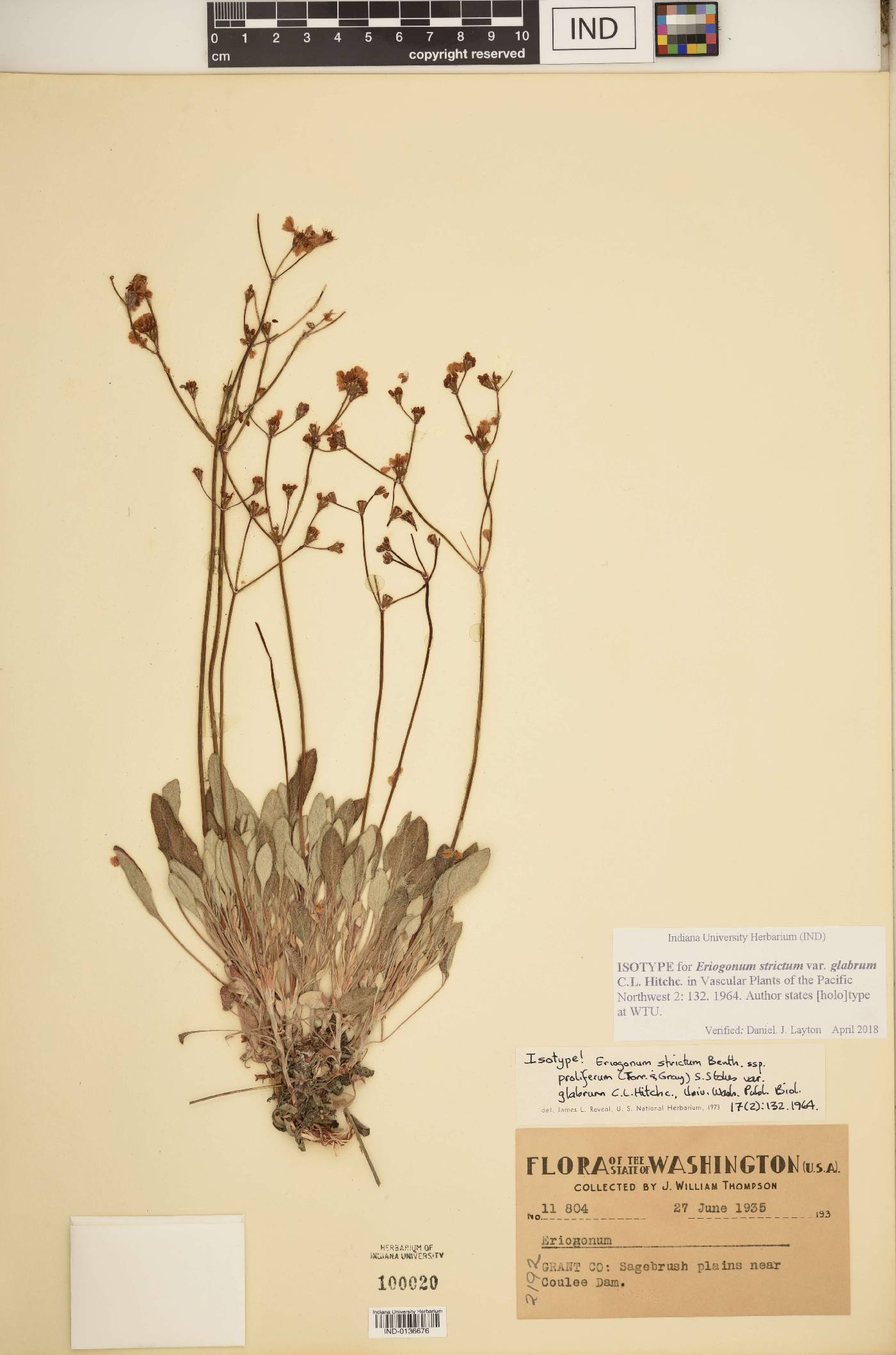 Eriogonum strictum var. strictum image