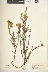 Helichrysum forskahlii image