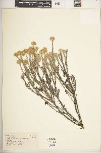 Helichrysum forskahlii image