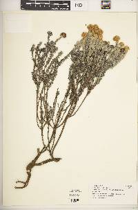 Helichrysum forskahlii image