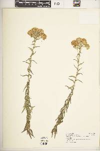 Helichrysum forskahlii image