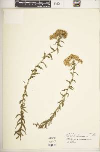 Helichrysum forskahlii image