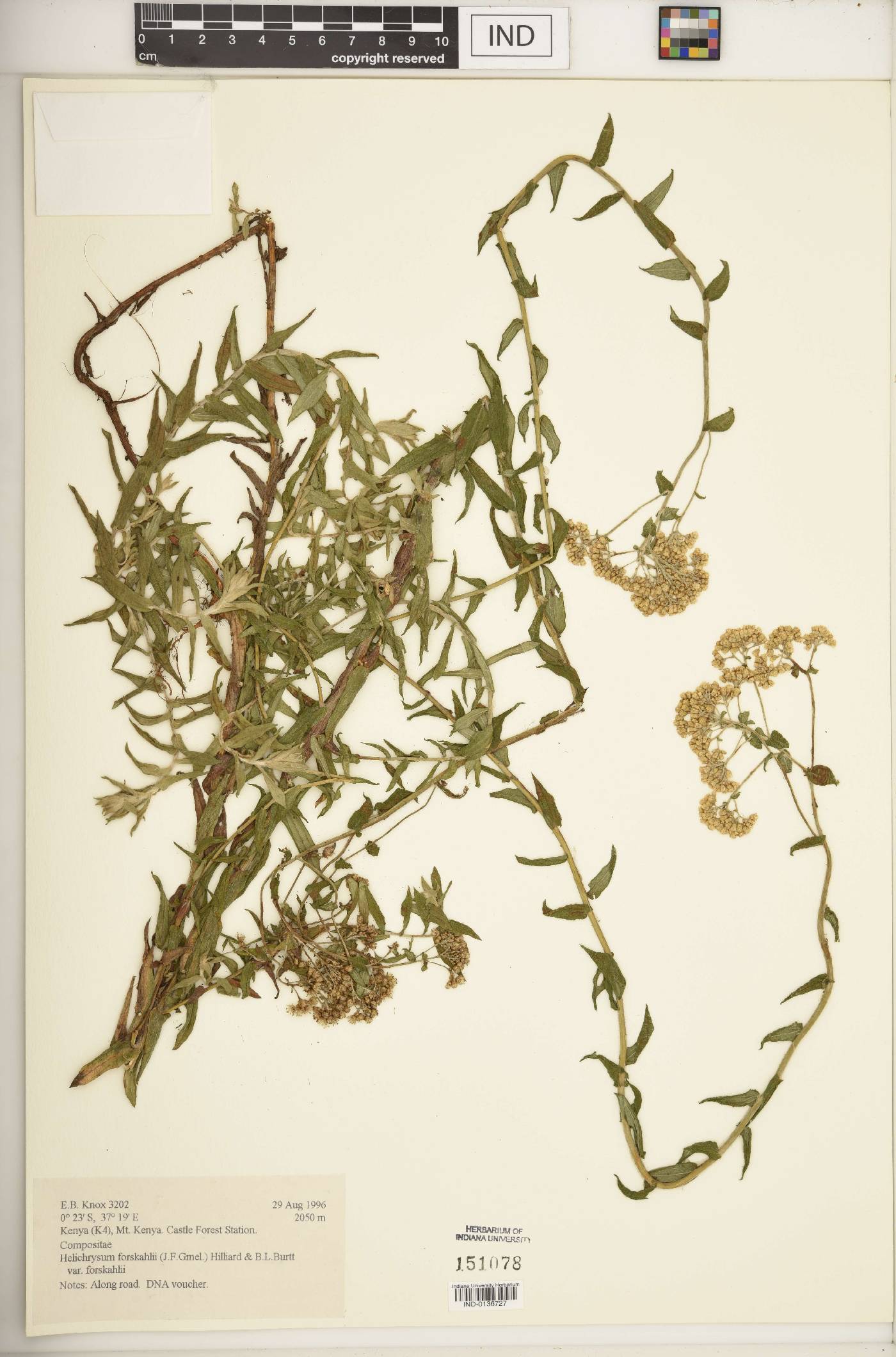 Helichrysum forskahlii var. forskahlii image