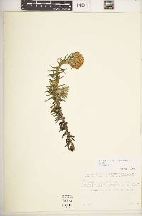 Helichrysum forskahlii image