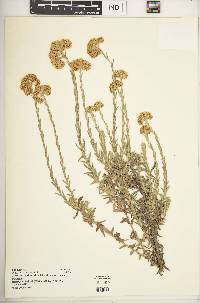 Helichrysum forskahlii image