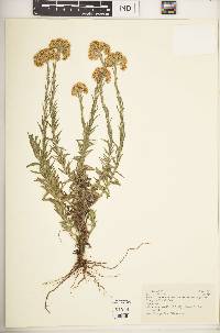 Helichrysum forskahlii image