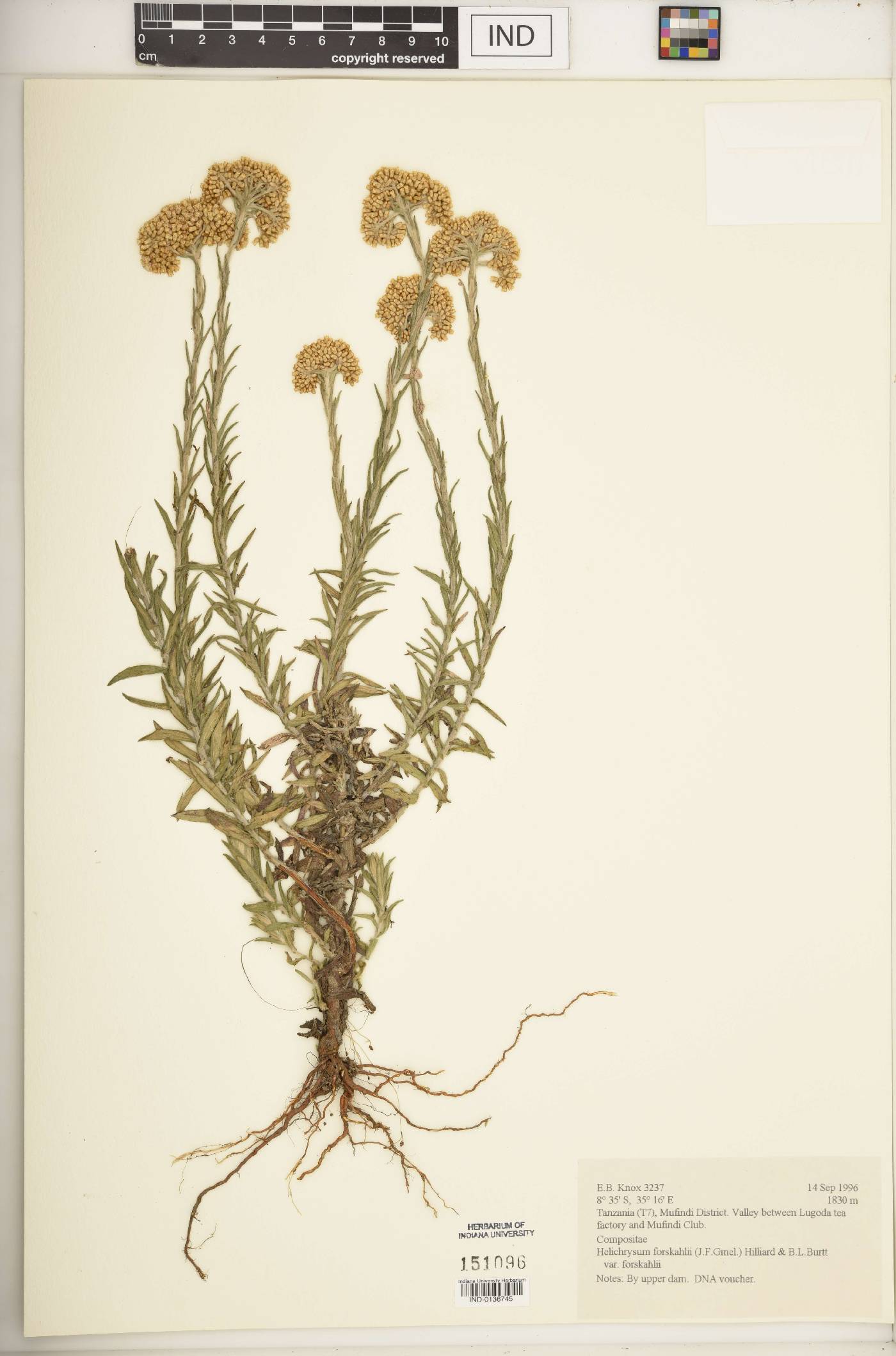 Helichrysum forskahlii var. forskahlii image