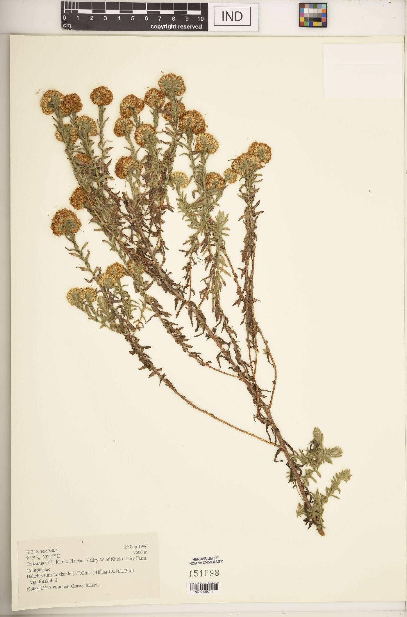 Helichrysum forskahlii var. forskahlii image